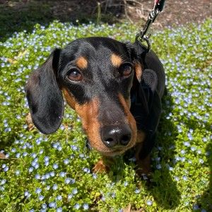 Meet your Posher, Meghan apple